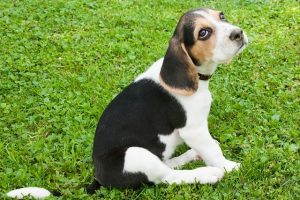 imagen de un precioso cachorro de beagle sentado en el jardin