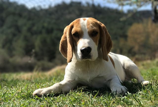 imagen de un precioso cachorro de beagle tumbado en el campo