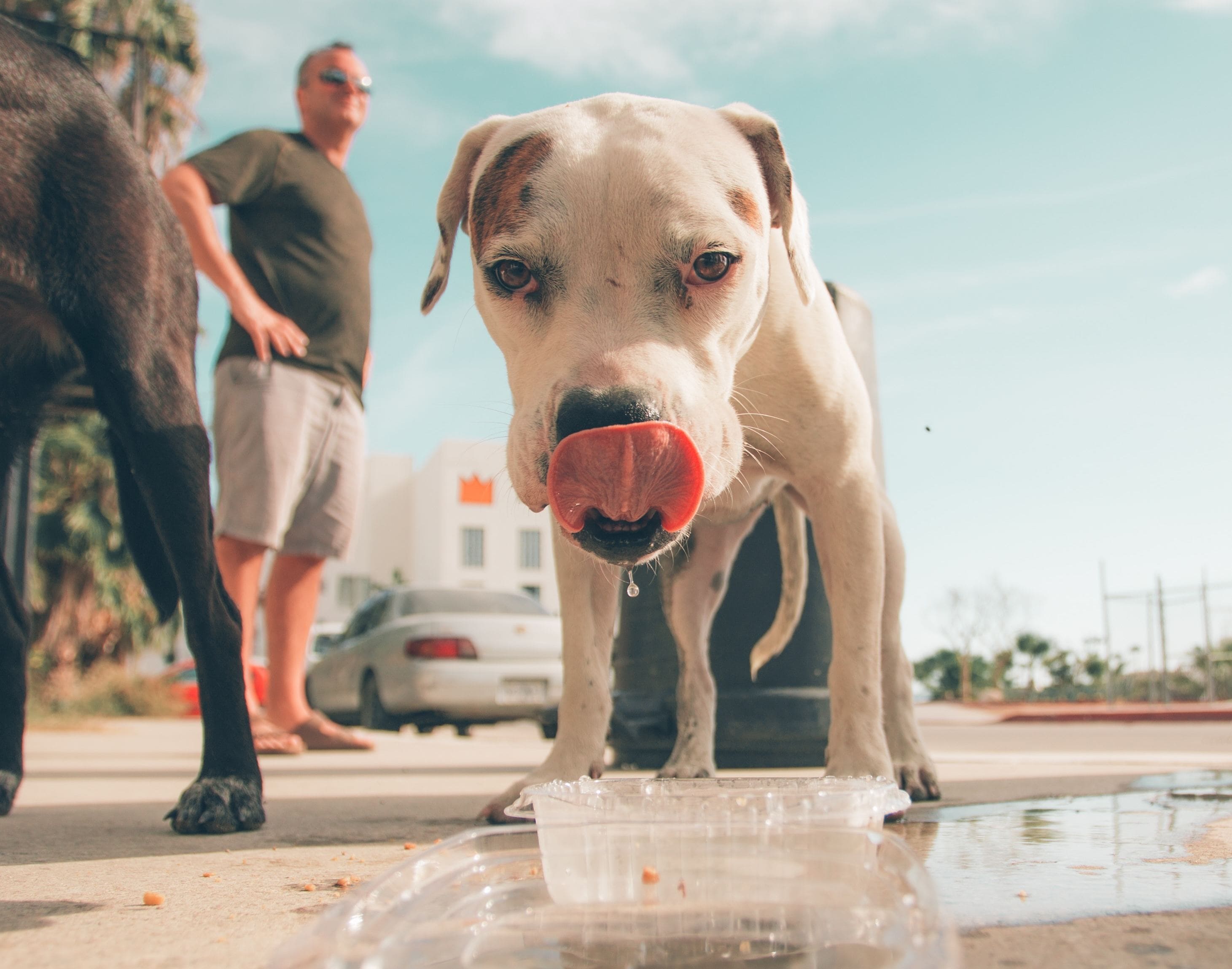 perro con calor bebiendo agua