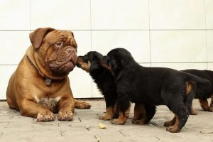 imagen de un Dogo de Burdeos con otros cachorros