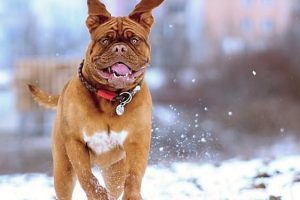 imagen de un Dogo de Burdeos corriendo por la nieve