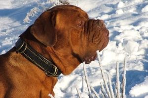 imagen de un Dogo de Burdeos feliz en la nieve