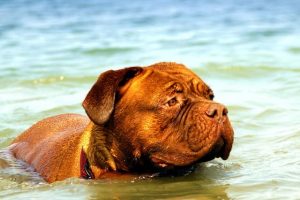 imagen de un Dogo de Burdeos nadando en la playa