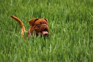 imagen de un Dogo de Burdeos paseando por el campo