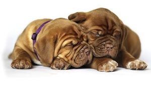 imagen de un Dogos de Burdeos cachorros dormiditos