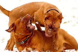 imagen de un Dogos de Burdeos jugando en la nieve