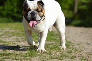 imagen de un bulldog ingles andando por el parque