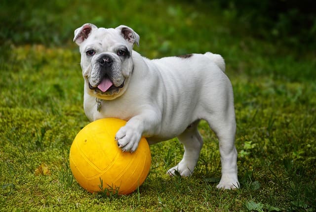 imagen de un bulldog ingles blanco jugando con la pelota en el jardin