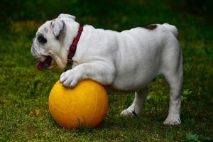imagen de un bulldog ingles blanco jugando con la pelota y atento en el jardin