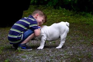 imagen de un bulldog ingles blanco jugando con un niño en el jardin