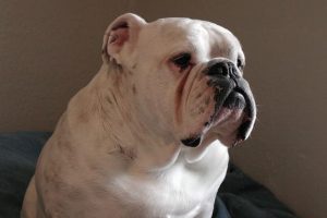 imagen de un bulldog ingles con cara de pachon
