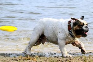 imagen de un bulldog ingles corriendo por el agua de la playa