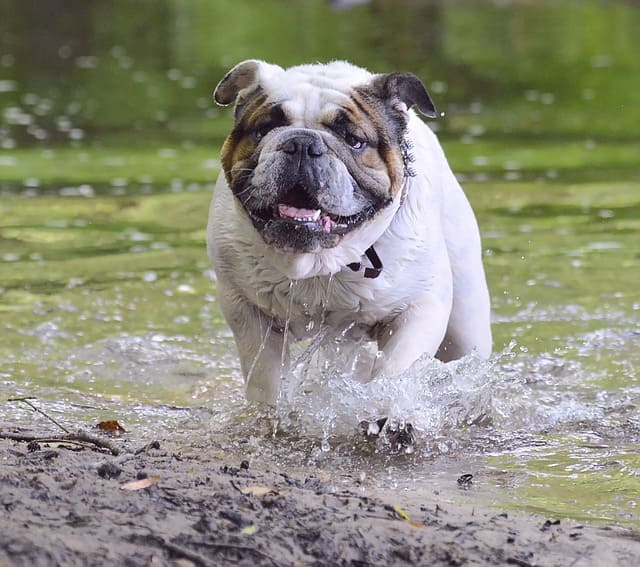 imagen de un bulldog ingles saliendo del agua del rio