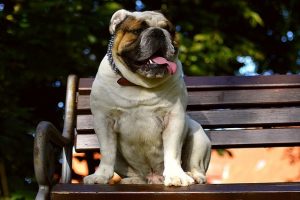 imagen de un bulldog ingles sentado en un banco del parque