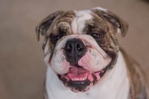 imagen de un bulldog ingles sonriendo en casa