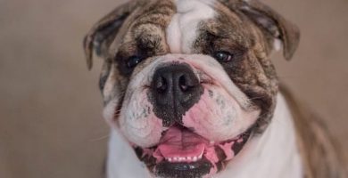 imagen de un bulldog ingles sonriendo en casa