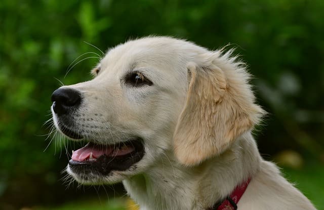imagen de un cachorro de golden retriever posando en el campo