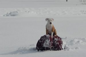 imagen de un cachorro de pitbull jugando en la nieve