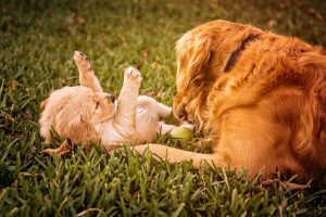 imagen de un cachorro y madre de golden retriever jugando en el jardin