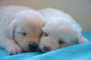 imagen de un cachorros de golden retriever recien nacidos dormidos
