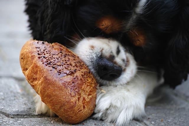 imagen de un perro comiendo dulce