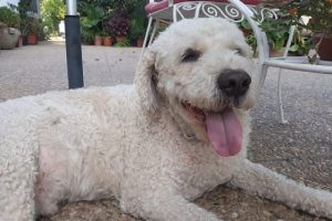 imagen de un perro de agua blanco tumbado en el jardin feliz