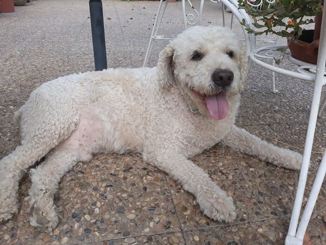 imagen de un perro de agua blanco tumbado en el jardin muy agusto