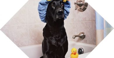 imagen de un perro en bañera con gorro