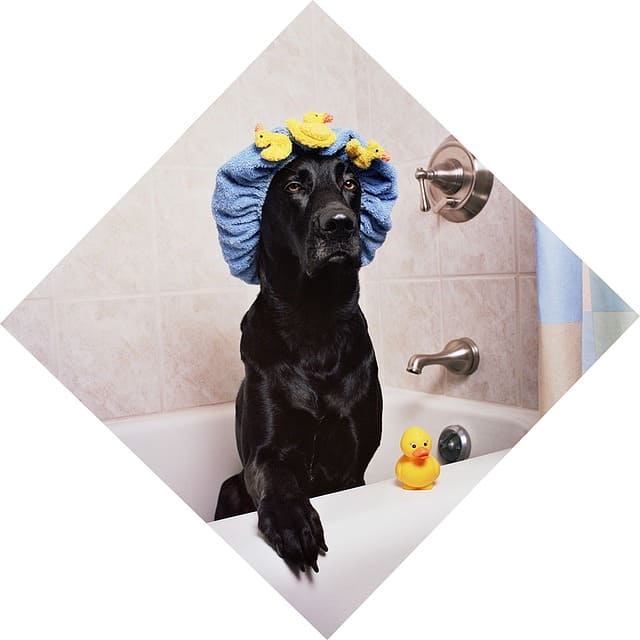 imagen de un perro en bañera con gorro