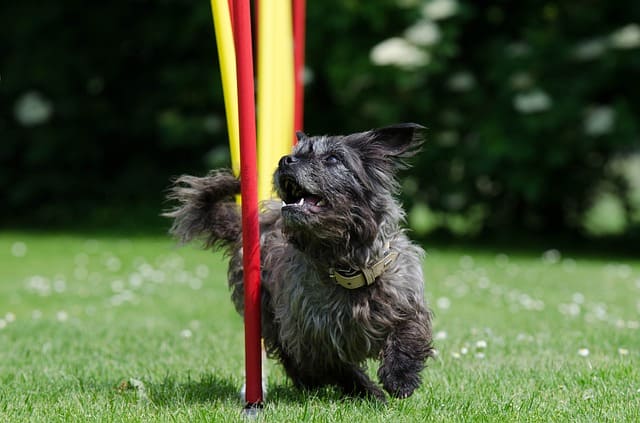 imagen de un perro mini haciendo eslalom agility