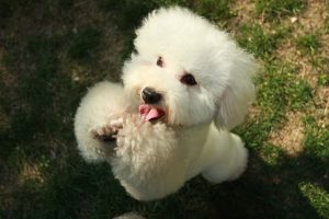 imagen de un perro poodle blanco
