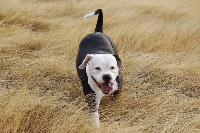 imagen de un pitbull blanco y negro jugando en el campo