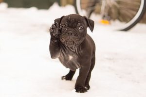 imagen de un precioso cachorro de bulldog ingles en la nieve